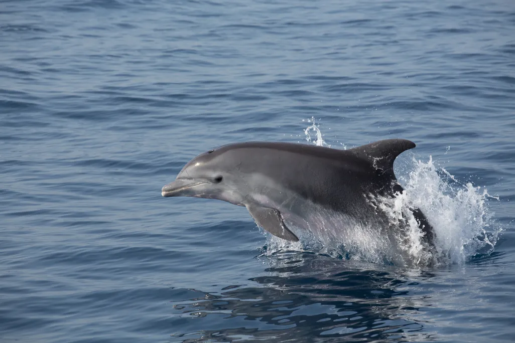 A dolphin jumping in the water