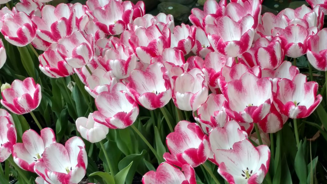 Peppermint Tulips