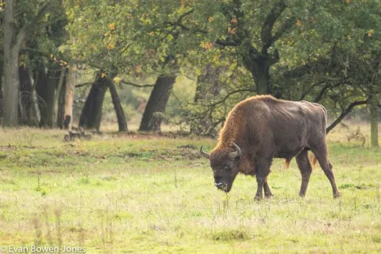 European bison