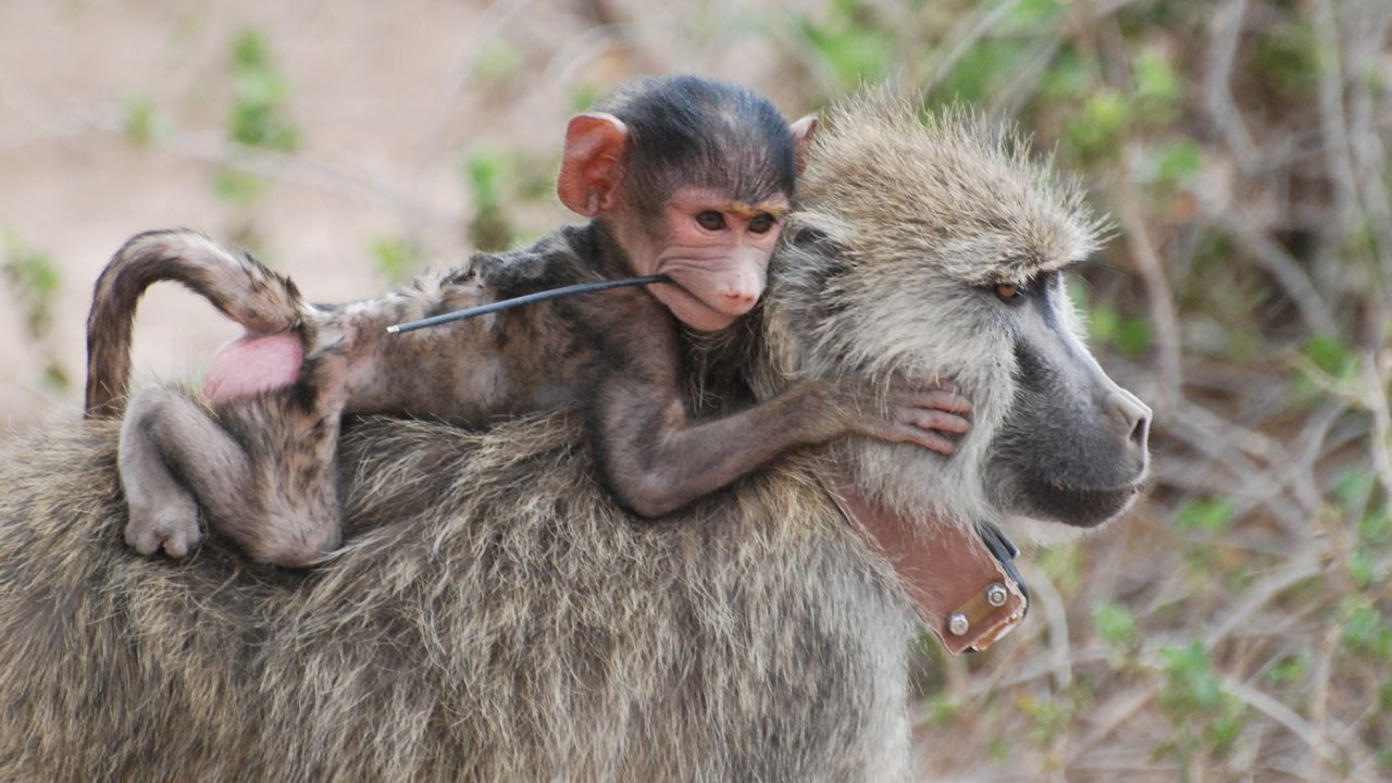 For Baboons, a Tough Childhood Can Lead to a Short Life