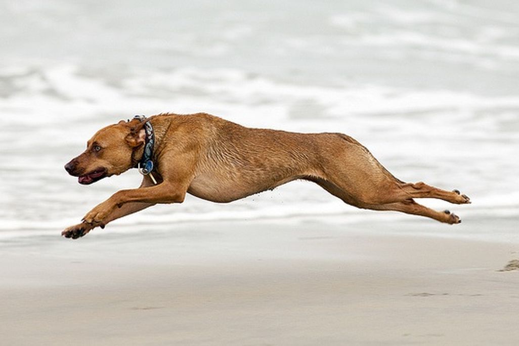 20130515014036dog.jpg