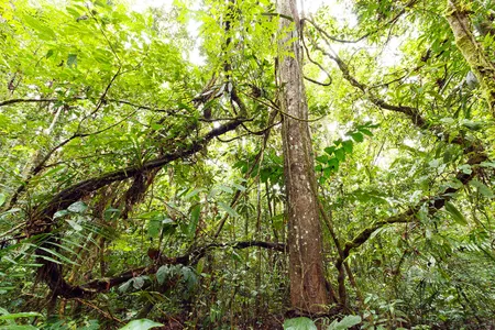 Compared with the trees, lianas are able to put more energy  into the production of leaves and seeds and less towards growing a trunk.