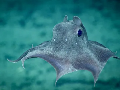 Humans Have Seen Only 0.001 Percent of the World's Deep Seas, Leaving Most of the Planet a Vast Mystery image