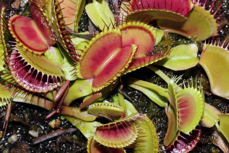The "jaws" of the carnivorous Venus flytrap plant are actually modified leaves.