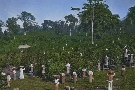 Farmers have shown a renewed interest in planting coffee in the shade of other plants. The resulting farms are visited by a multitude of creatures from ants to birds to bats.