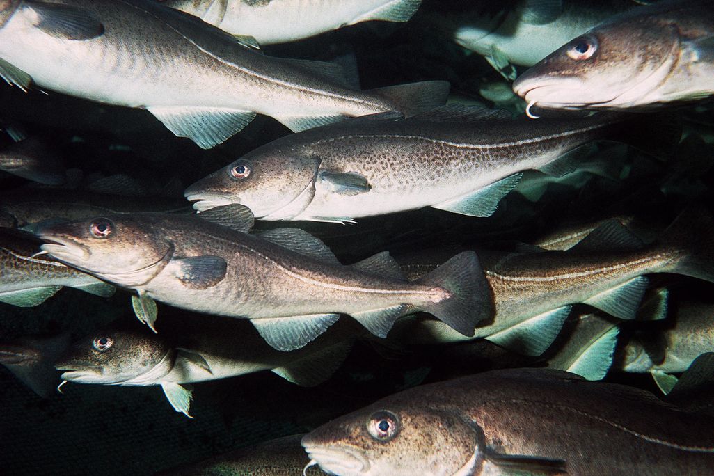 Cod