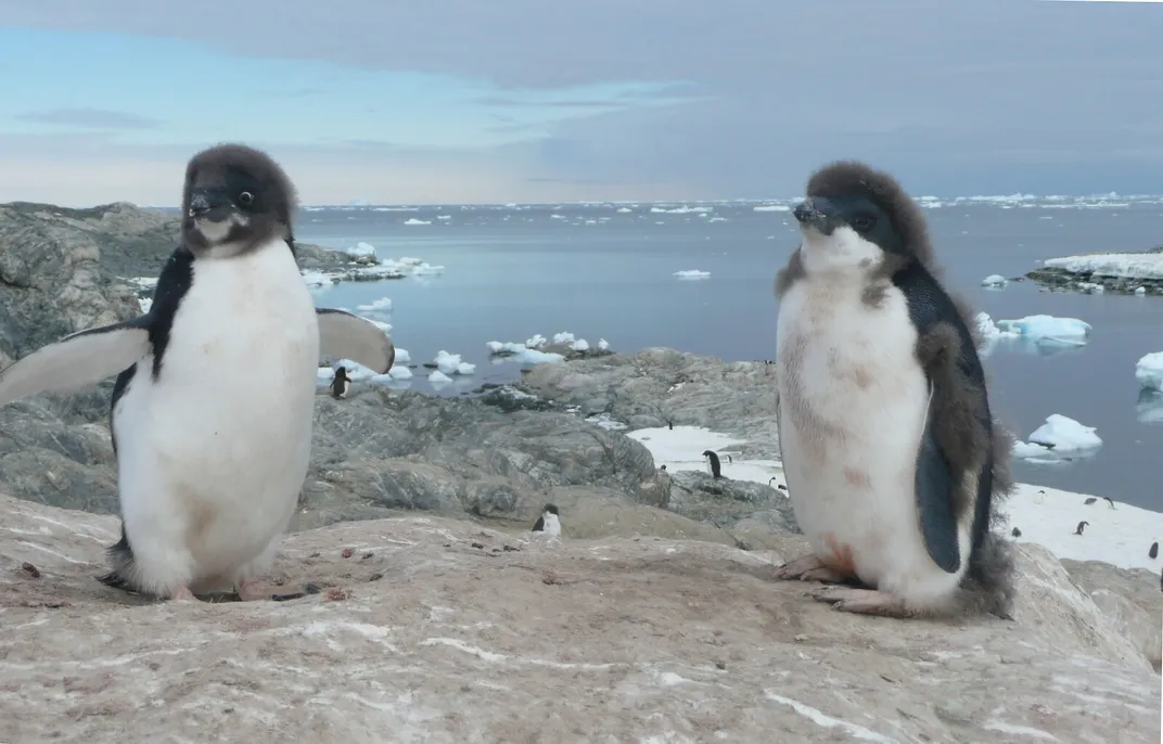 Adélie penguin chicks