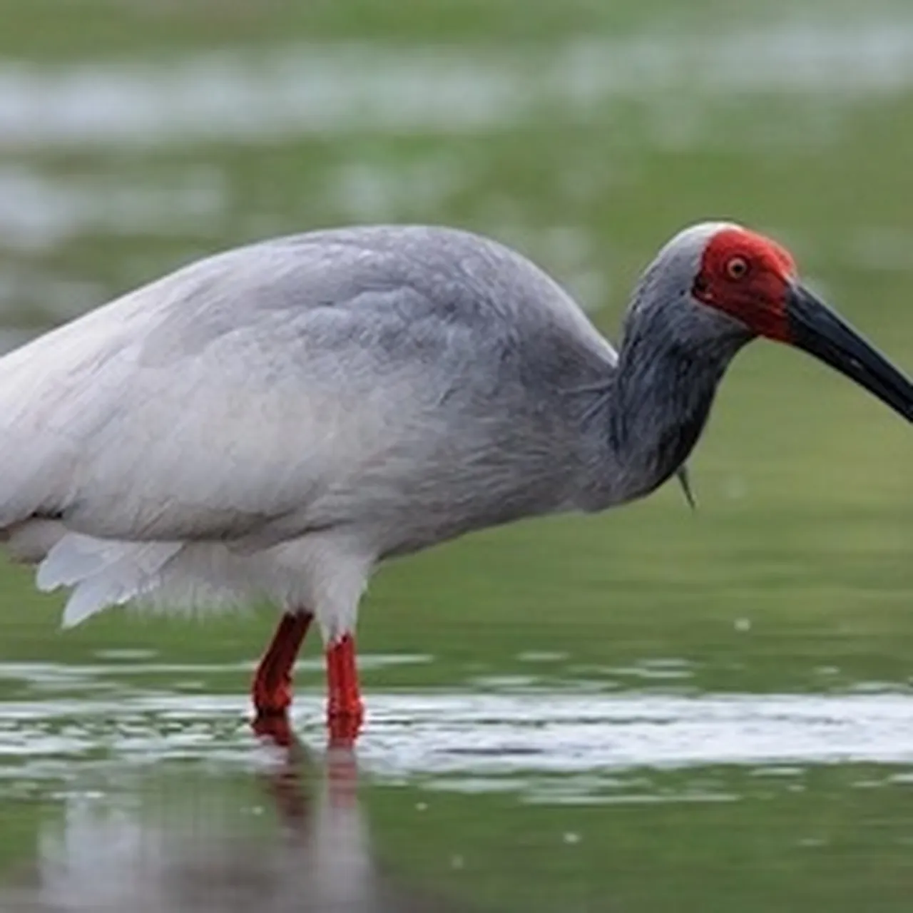 Rare Birds Name