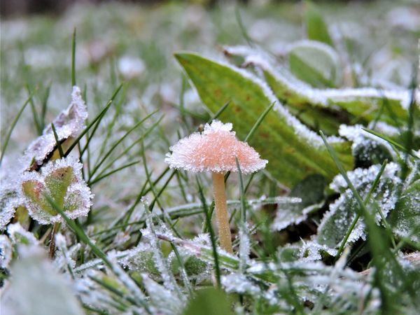 A frozen fungus thumbnail