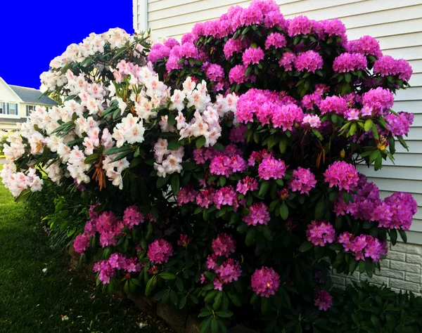 Rhododendron in Full Bloom thumbnail