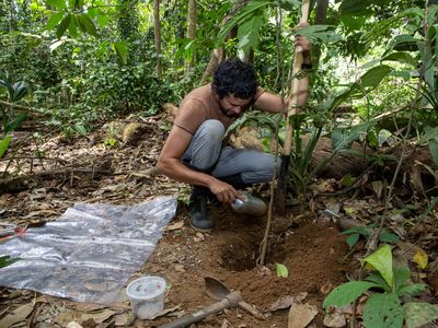Dumas digging up a nest of Ectatomma ruidum. Photo credit: Jorge Alemán, Smithsonian Tropical Research Institute.