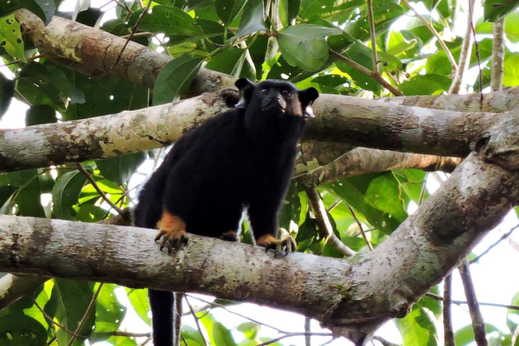 a photograph of a Red-handed tamarin monkey in a tree. The primate has black fur covering most of its body. The primates hands and feet are covered in orange reddish fur. 