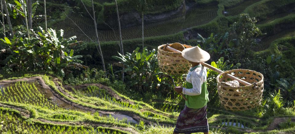 Man working in Bali's rice fields 