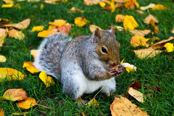 Squirrel in the Public Gardens, enjoying a little snack. thumbnail