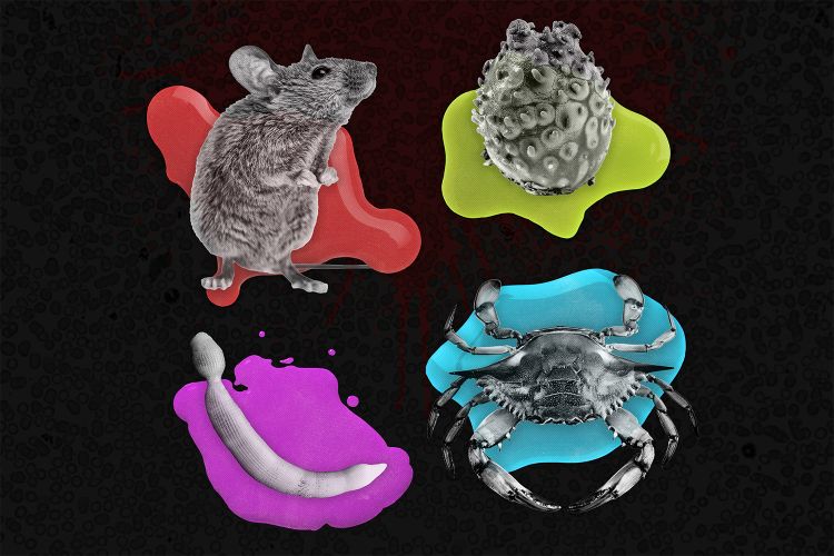 Scientists have made some headway in understanding what lends blood its varied shades.