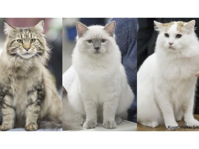 The team studied heritability of behavioral traits in three breeds: Maine Coon, Ragdoll and Turkish Van
