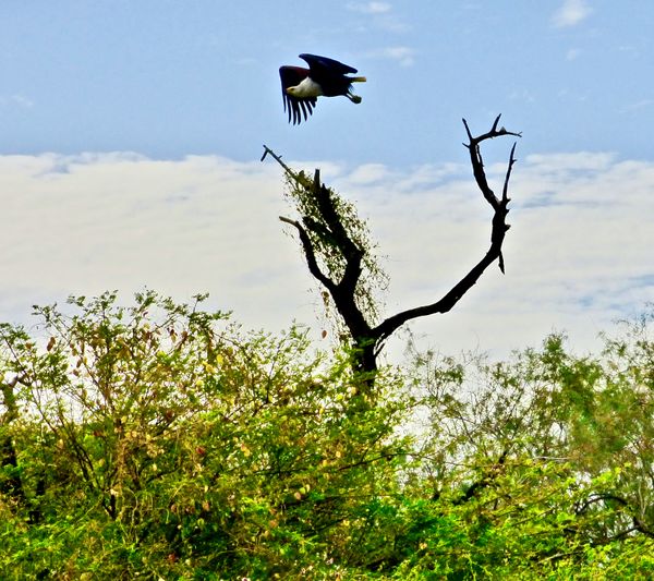 African Fish Eagle Flies Over Gnarly Tree thumbnail