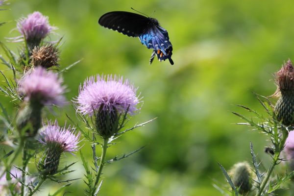 Butterfly and thistle thumbnail