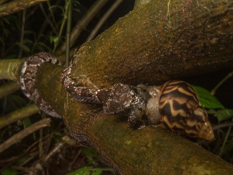 Snake Eating Snail Smithsonian Photo Contest Smithsonian Magazine