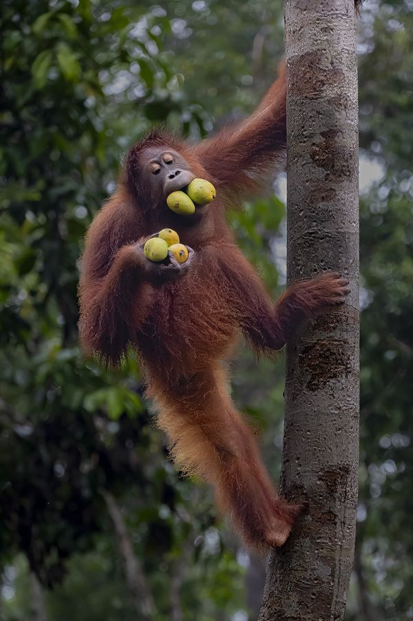 A young female Orangutan bringing home lunch thumbnail