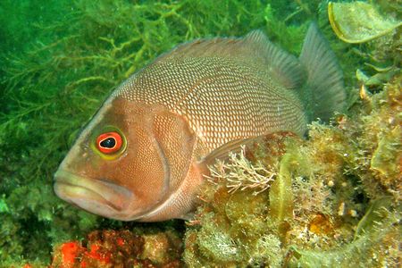Fish like Epinephelides armatus, also known as breaksea cod,&nbsp;tend to be rated as uglier than fish like&nbsp;Holacanthus ciliaris, or queen angelfish.