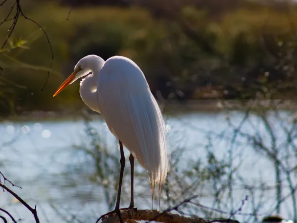Great Egret Perched on a Branch thumbnail