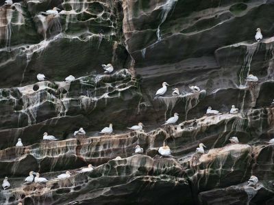 Guano stains the cliffs of a gannet breeding colony in Shetland