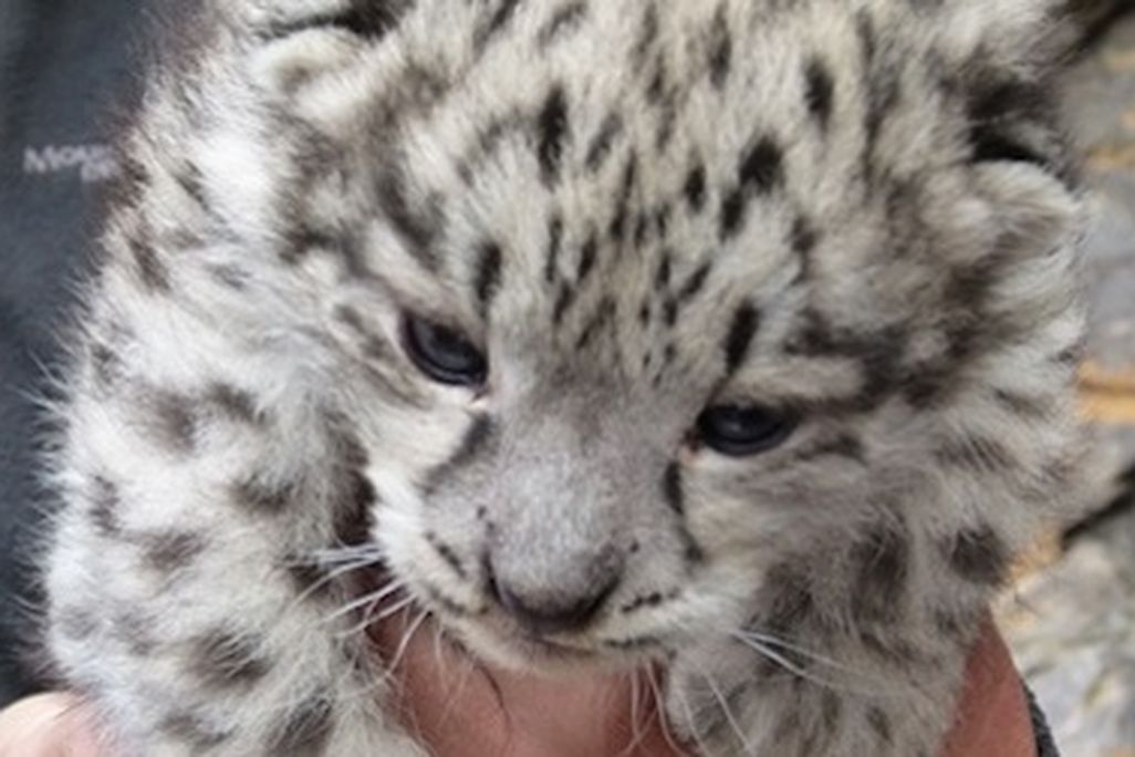 One of the snow leopard cubs discovered in Mongolia’s Tost Mountains.