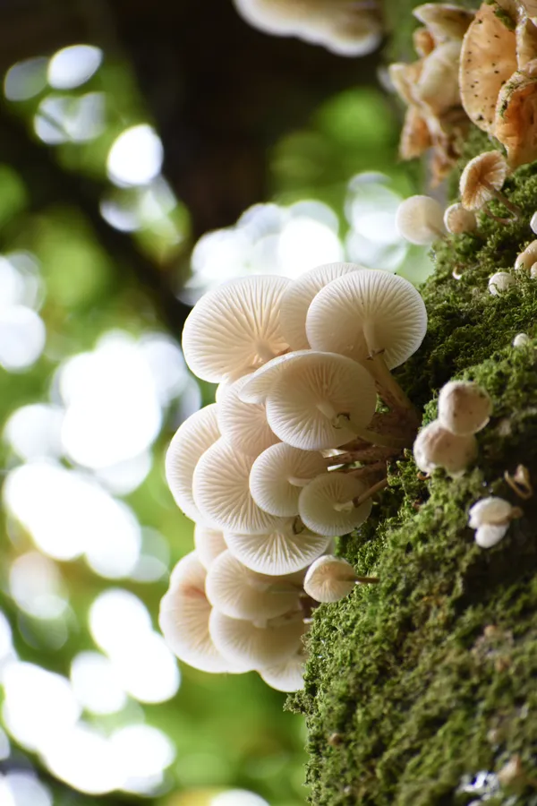 Fungus In Tree thumbnail