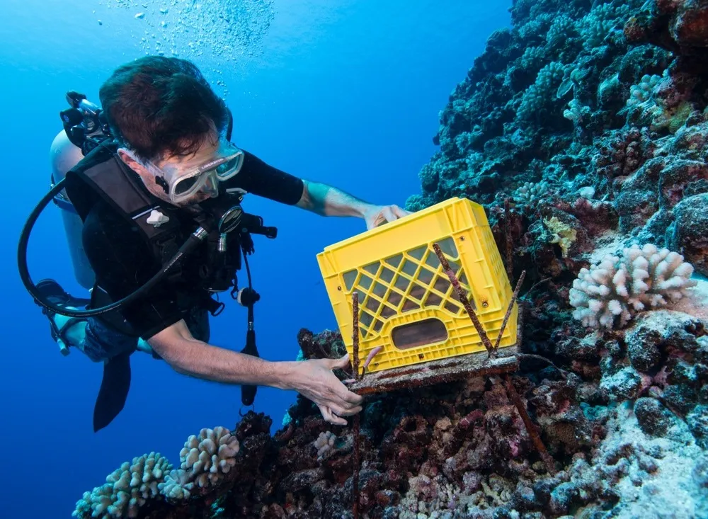 Chris Meyer, a marine invertebrate zoologist at the Smithsonian’s National Museum of Natural History, dives around French Polynesia with equipment used to track coral reef health. (Jenny Adler)