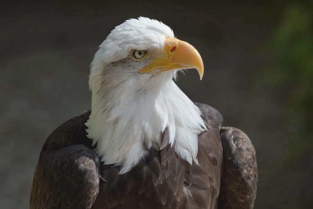 A photo of and eagle looking to the side. It has a white feathered head with a yellow beak and brown feathered body.