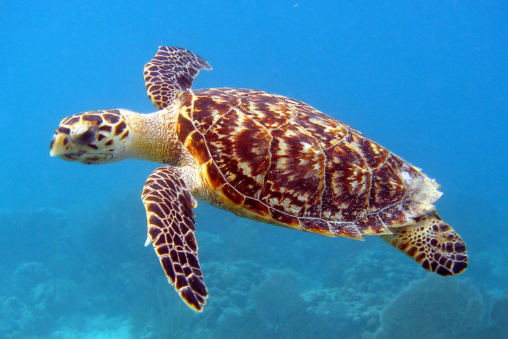 Hawksbill turtle swimming