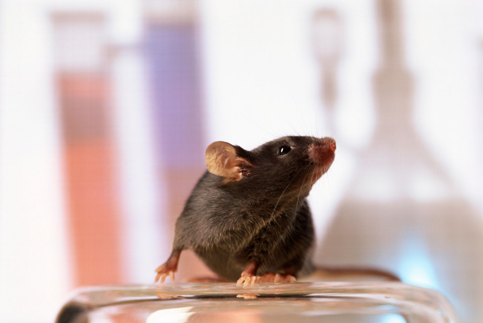 Half the Cells in This Mouse's Brain Are Human | Smart News| Smithsonian  Magazine