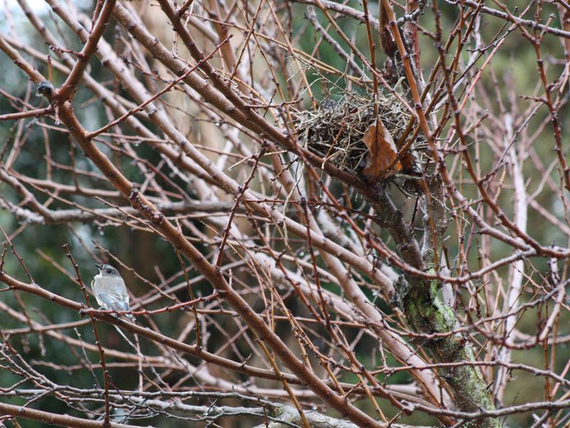 Weathering the Storm! A bird protects its nest in a bare apricot tree