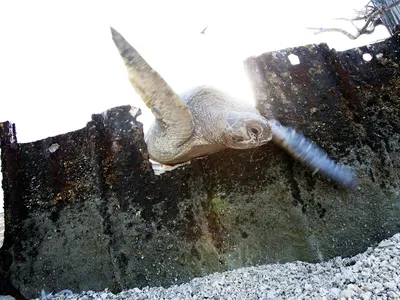 A nesting Hawaiian green sea turtle, or honu in Hawaiian, struggles while trapped in a hole in the sea wall on Tern Island in 2014. This female was rescued, but in 2021 at least seven females died after being trapped on the island.
