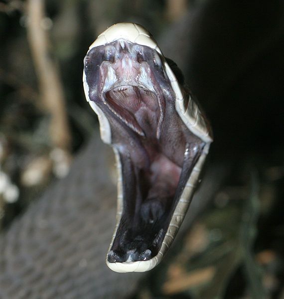 A black mamba strikes