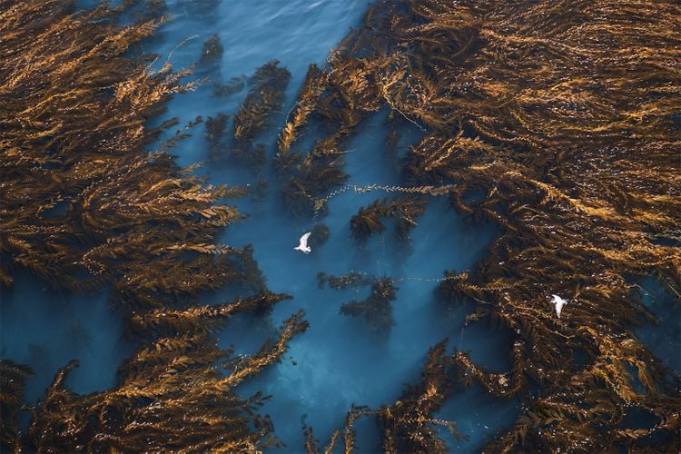 Birds glide above the forests that surround Anacapa Island, California.