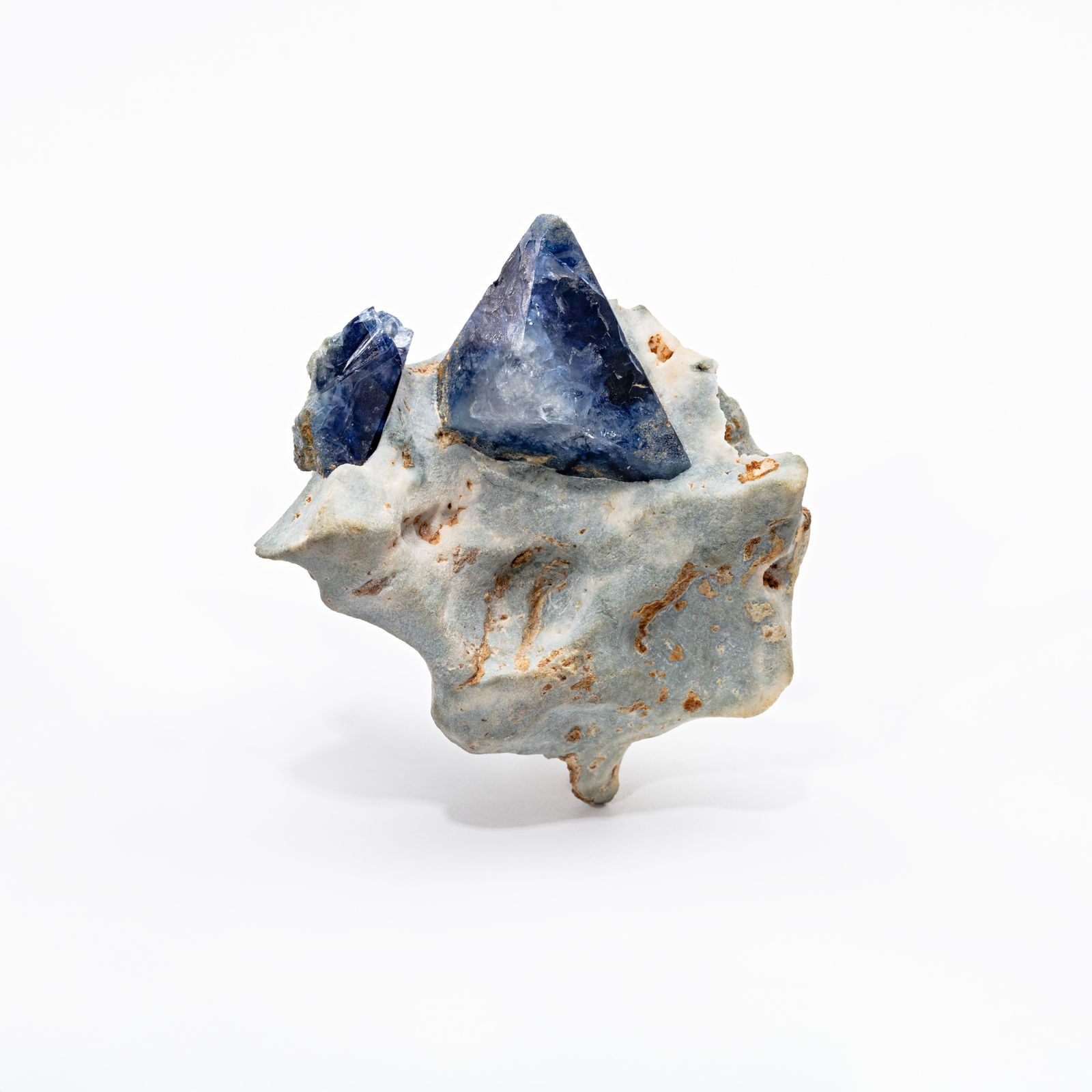What Natural History Objects Represent Your State? You Can Find Out in This New Exhibition of More Than 600 Specimens and Artifacts