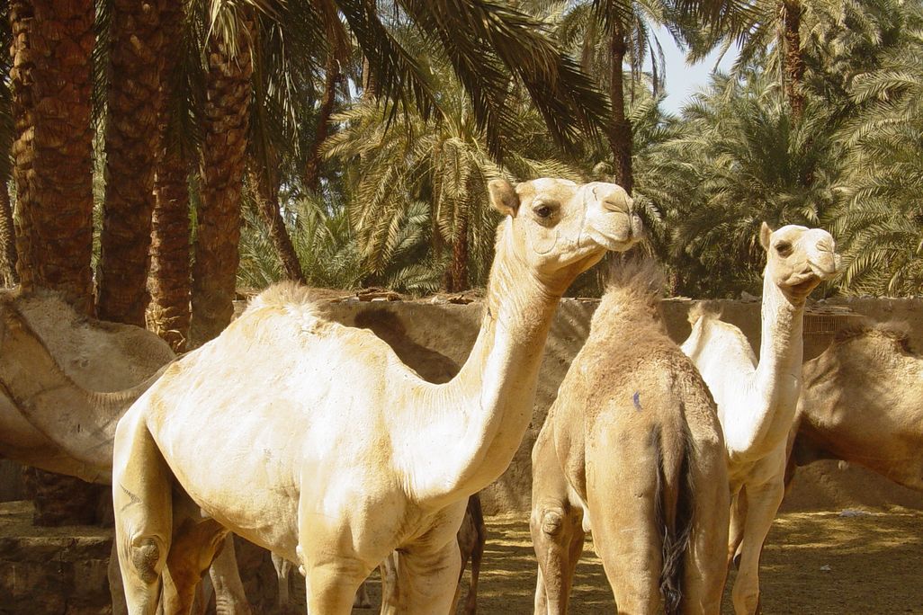 camels.jpg