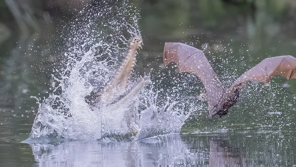 Freshwater crocodiles hunting and grabbing Thirsty Bat from shallow water thumbnail