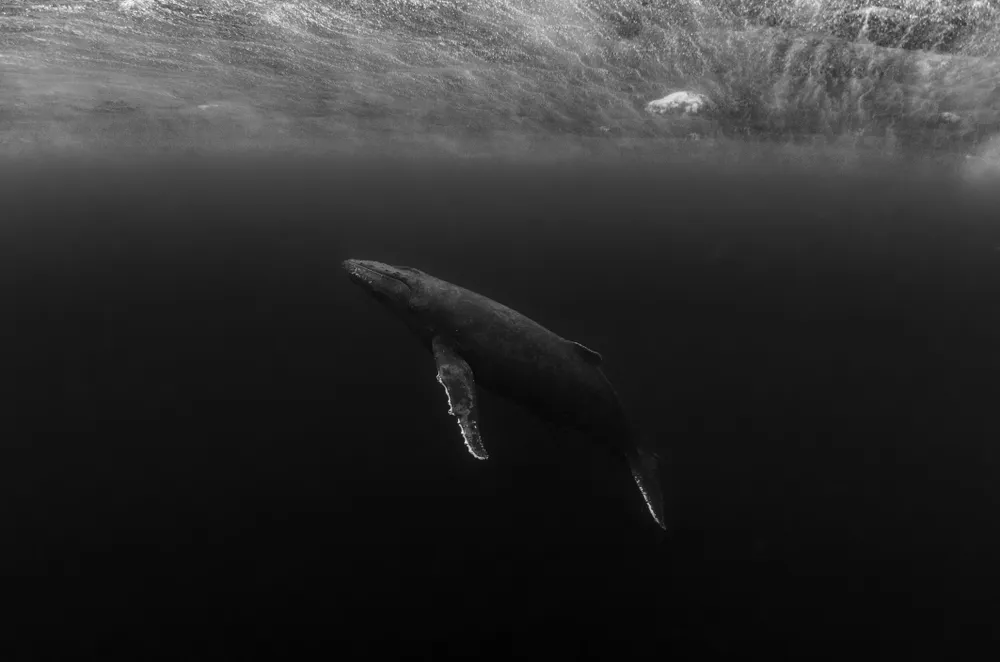An adult humpback whale sings calmly underwater while it rains heavily on the surface.