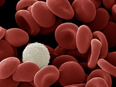 A scanning electron micrograph image of red and white blood cells.