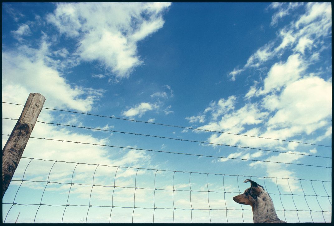Blue Heeler at Fence, from the series Jackalopes, Cowboys and Coal Mines: A Photographic Survey of Wyoming, Penny Wolin, 1979