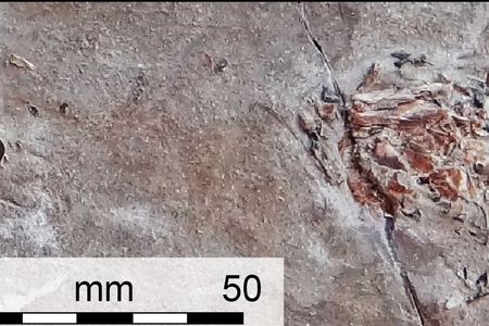 The full fossil with the body of the squid on the left and the fish to the right.