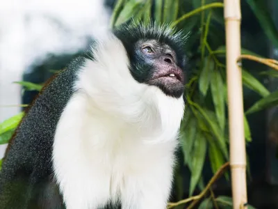 A Diana monkey, perhaps tuning in to the distress calls of  fellow primates. 