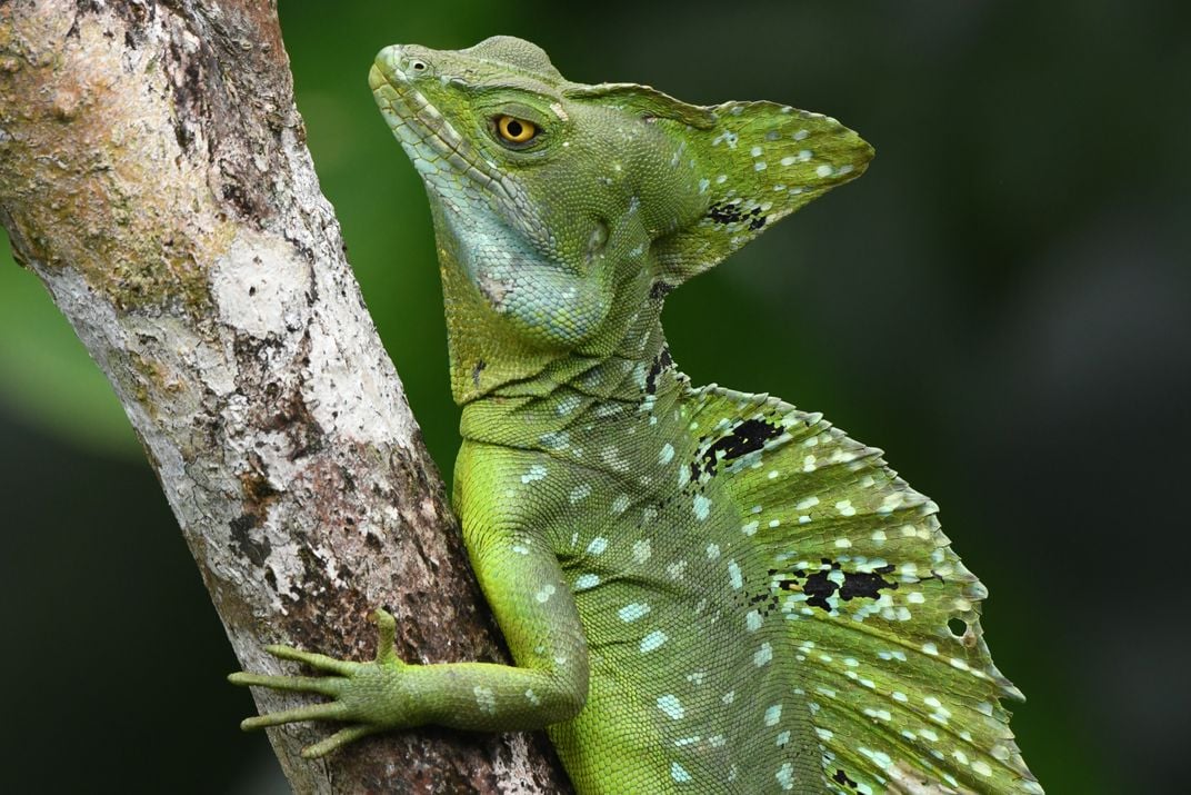 Basilisk Lizard Smithsonian Photo Contest Smithsonian Magazine