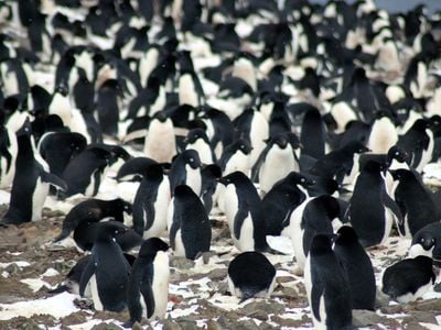 The researchers found that the Danger Islands have 751,527 pairs of Adélie penguins, more than the rest of the entire Antarctic Peninsula region combined.