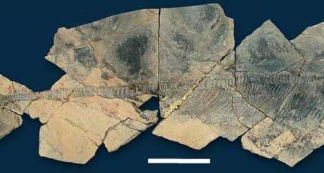 A skeleton of the Late Triassic ichthyosaur Shastasaurus liangae.