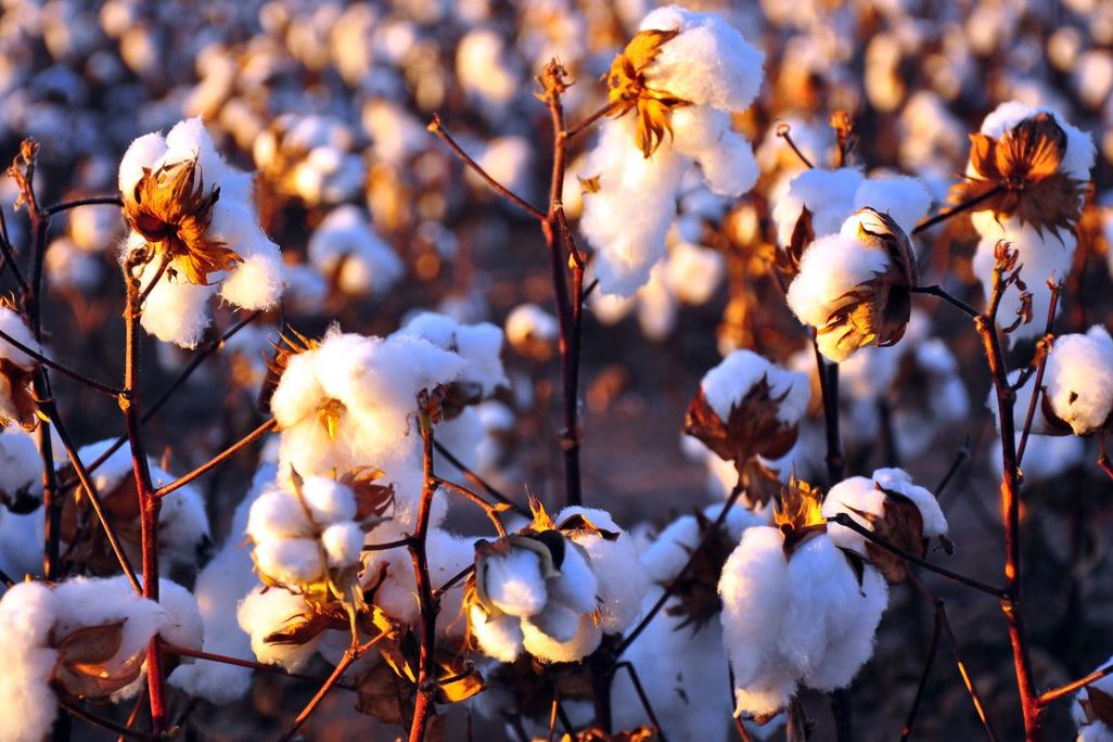 cottonplants.jpg
