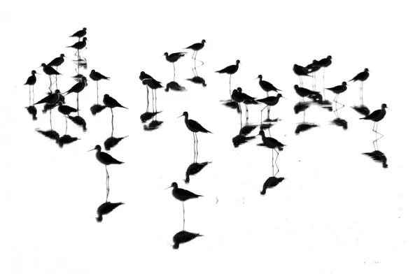 Black-winged stilt bnw thumbnail